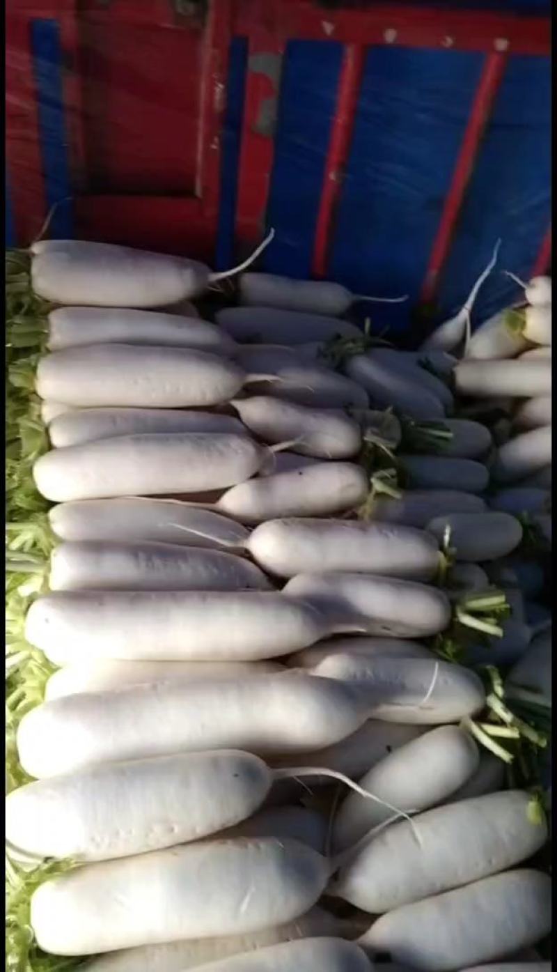 白萝卜，板叶，河南白萝卜，周口淮阳白萝卜