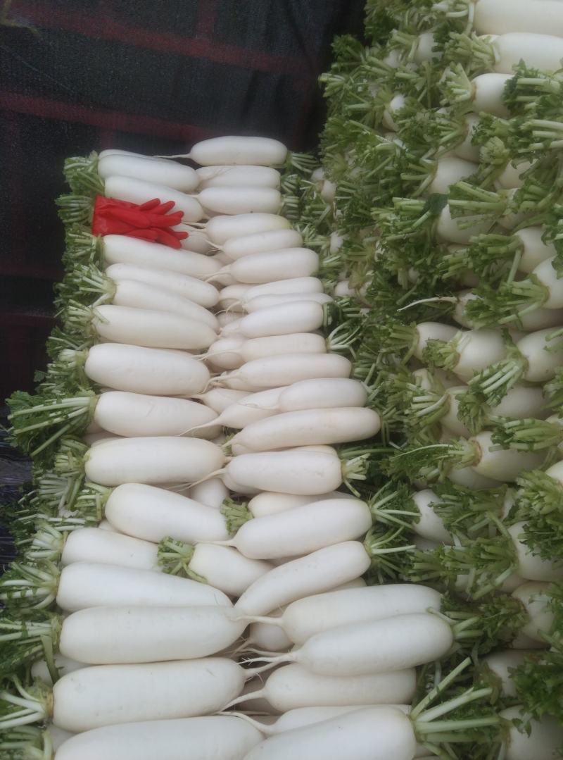 白萝卜，板叶，河南白萝卜，周口淮阳白萝卜