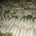 白萝卜，板叶白萝卜，河南白萝卜
