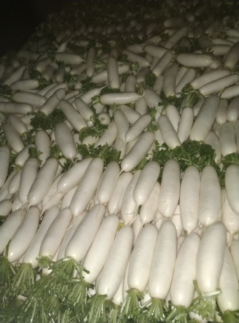 白萝卜，板叶白萝卜，河南白萝卜
