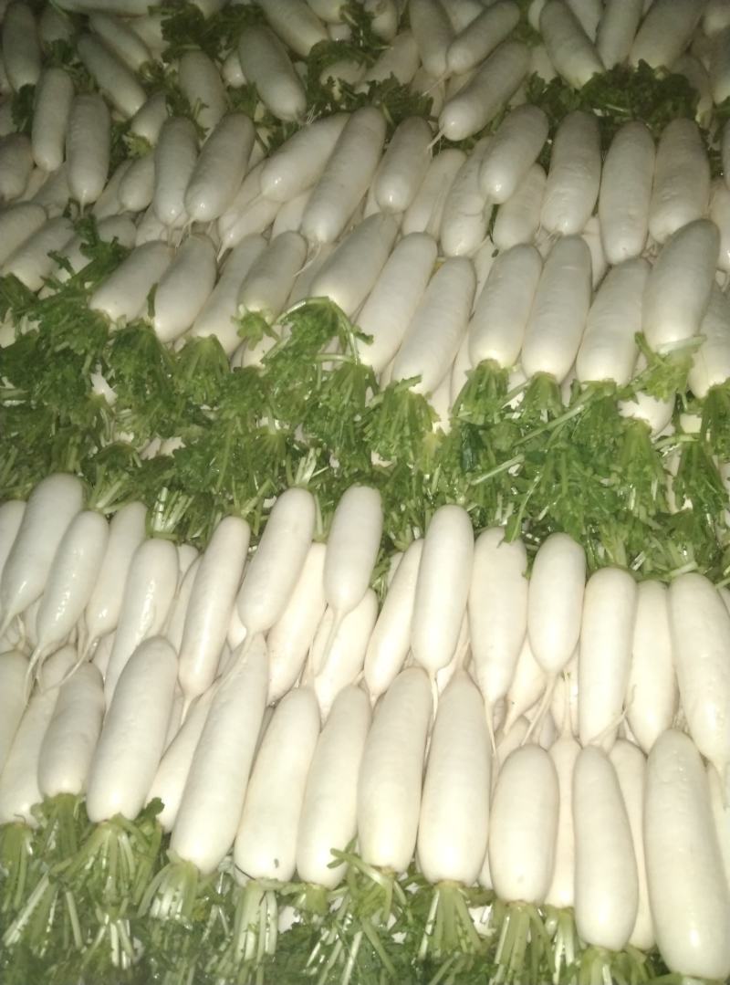 白萝卜，板叶白萝卜，河南白萝卜