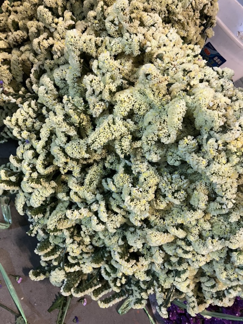 勿忘我基地直发！摆地摊！可做干花易存放！货源充足