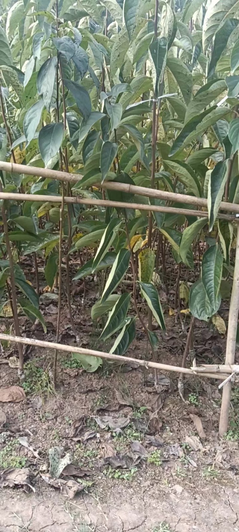 磨盘柿子苗，脆柿苗，太秋甜柿树苗阳丰甜脆柿子苗正品包邮