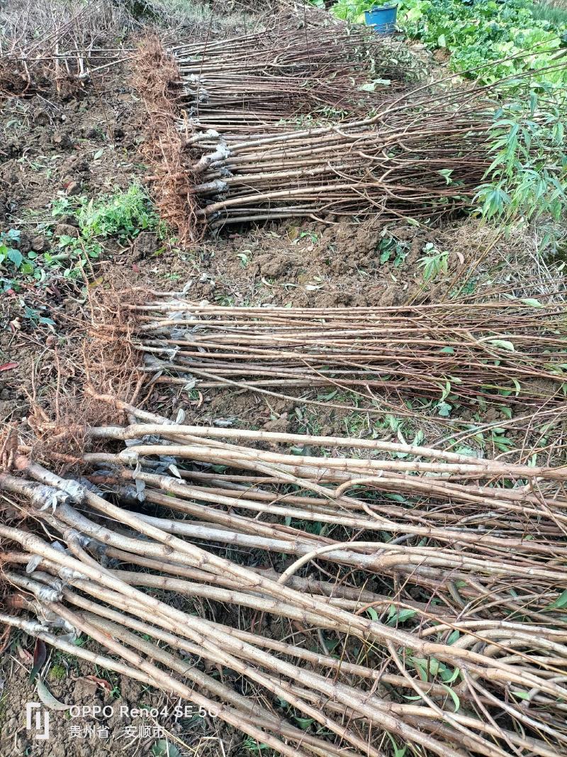 蜂糖李苗原产地直发
