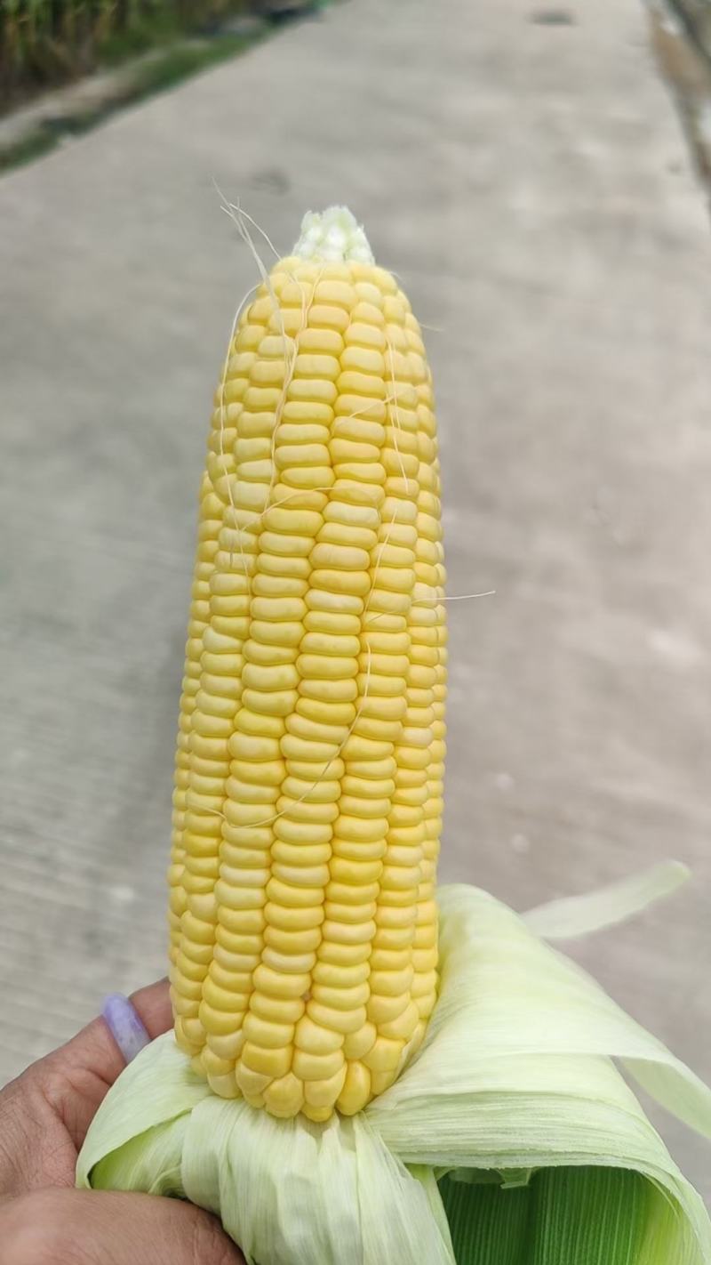 电商货甜玉米精品果形饱满耐放耐运输