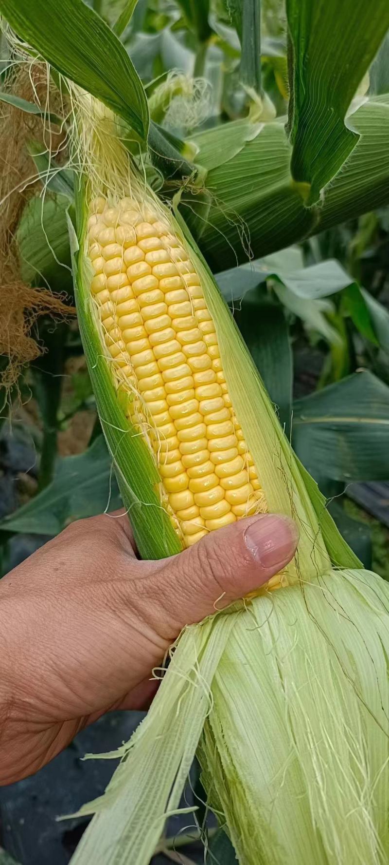 电商货甜玉米精品果形饱满耐放耐运输