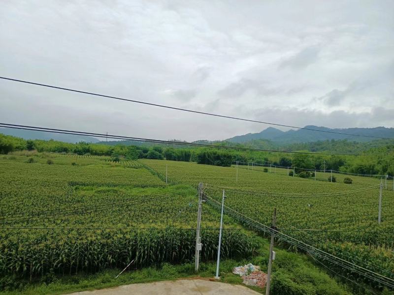 电商货甜玉米精品果形饱满耐放耐运输