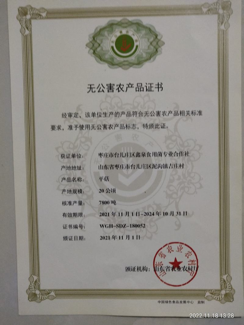 【热卖】食用菌平菇菌棒山东枣庄高产抗病到家划口既出
