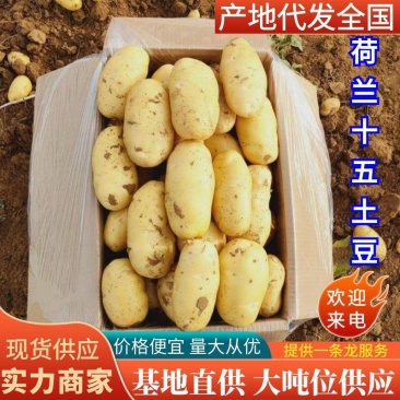 24年新土荷兰十五土豆各种规格土豆，装箱，装袋
