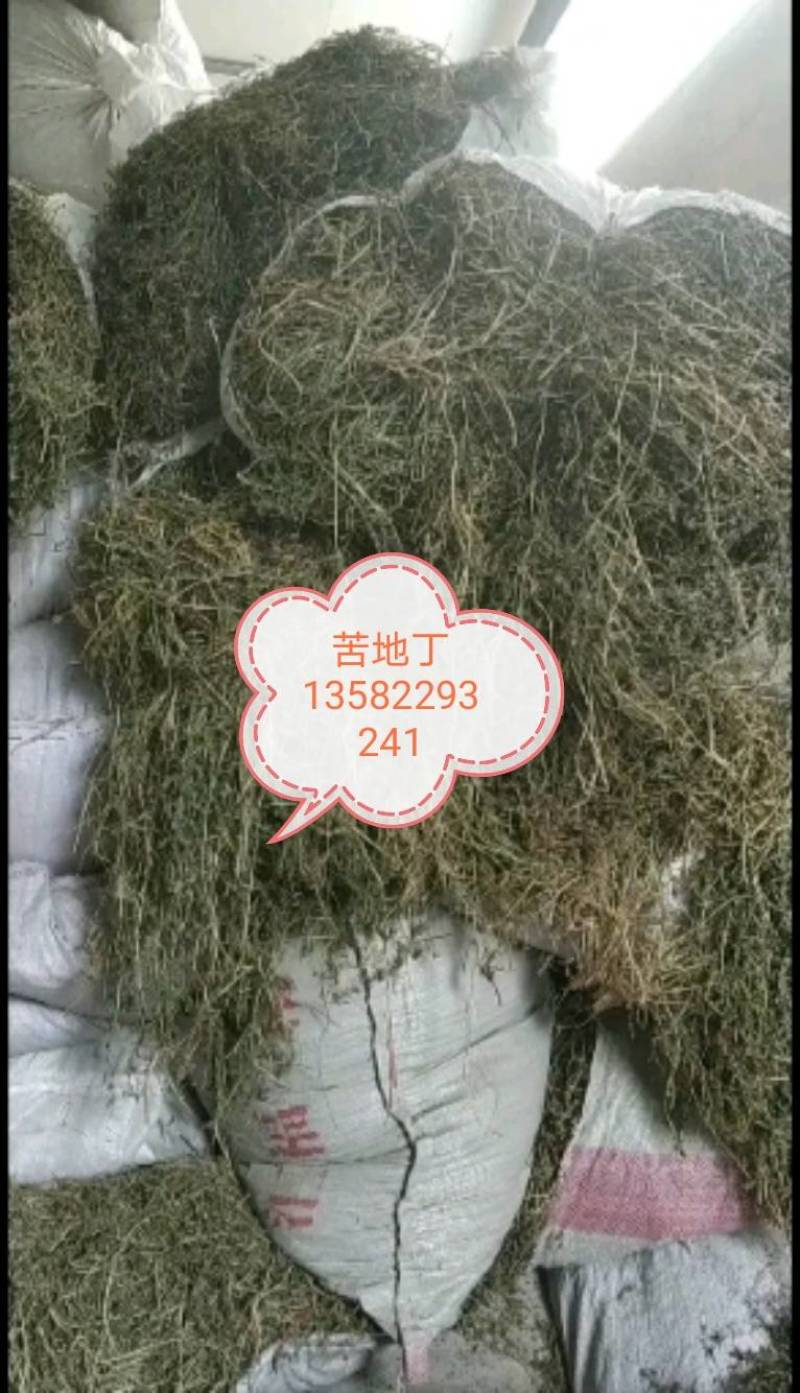 中药材苦地丁，一手货源，颜色绿，无杂质的纯干货。