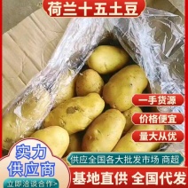 荷兰十五土豆装袋，装箱，套网二模冷库储存对接全国商超