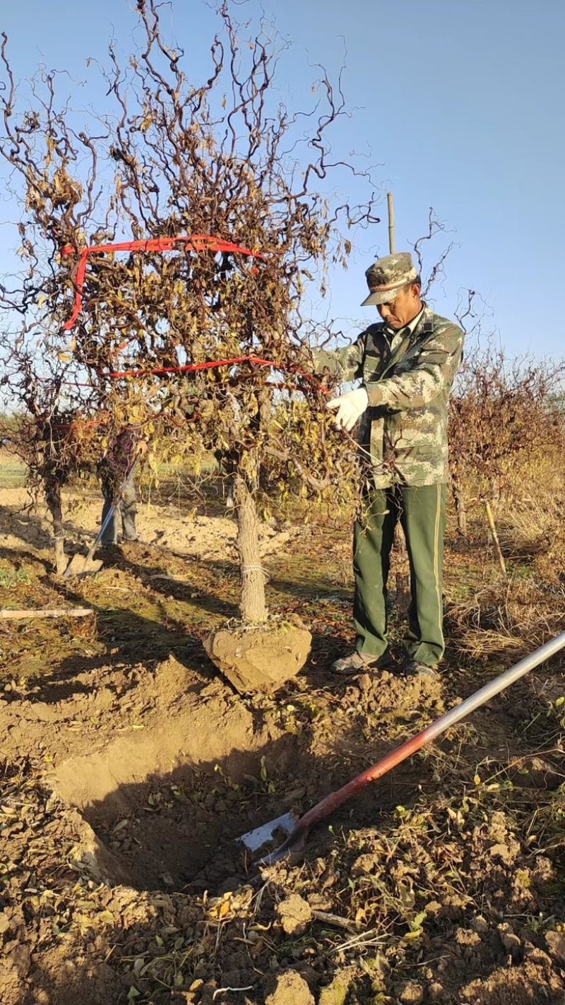沾化区盘龙枣树基地现货，批量发货，产地直发、货源充足