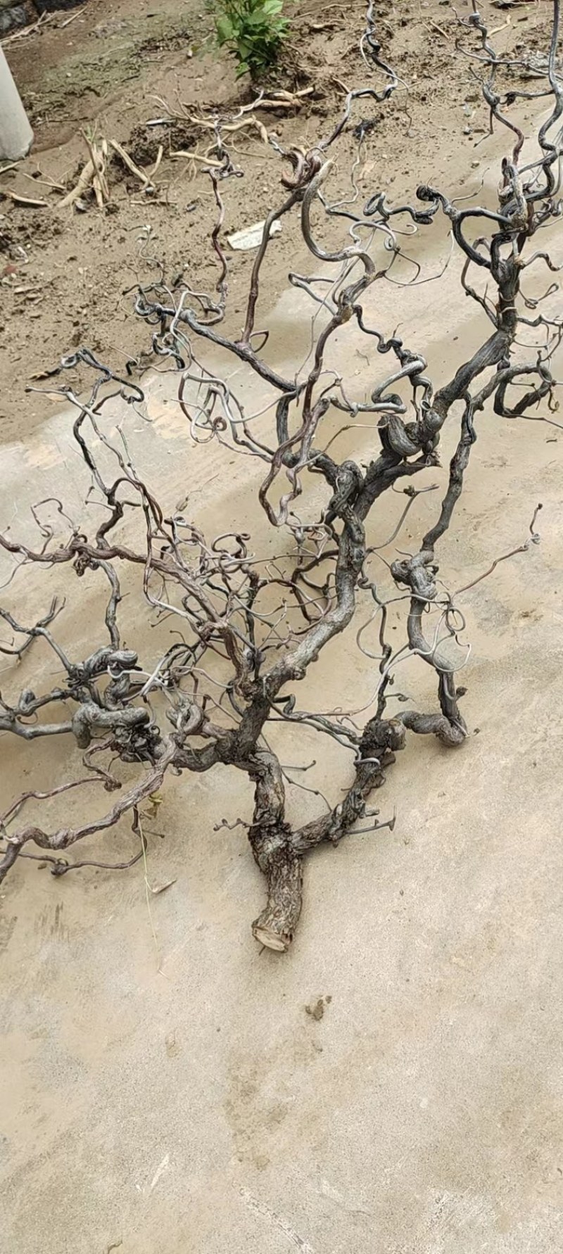 沾化区盘龙枣树基地现货，批量发货，产地直发、货源充足