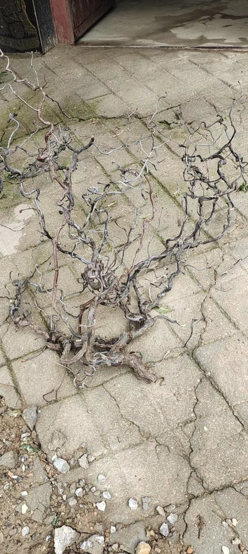沾化区盘龙枣树基地现货，批量发货，产地直发、货源充足