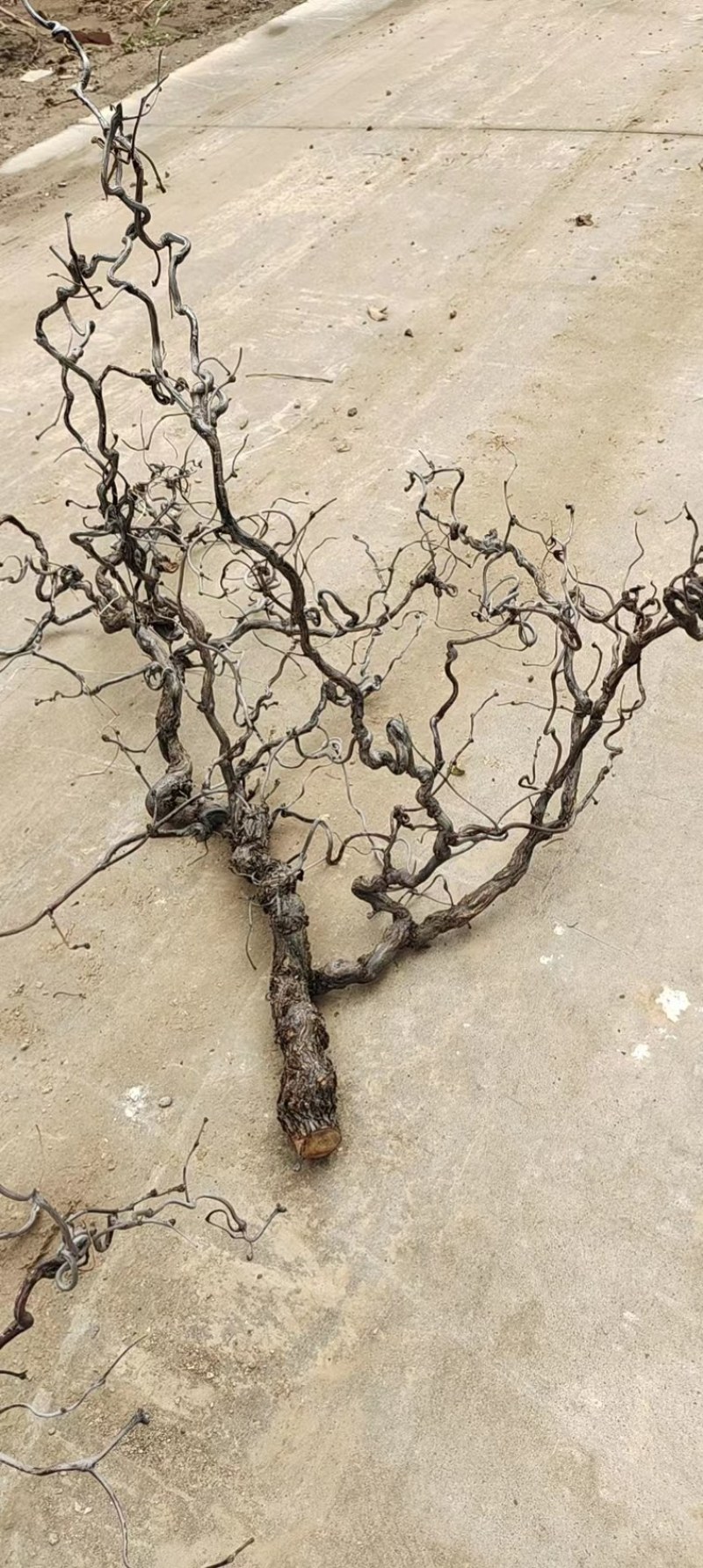 沾化区盘龙枣树基地现货，批量发货，产地直发、货源充足