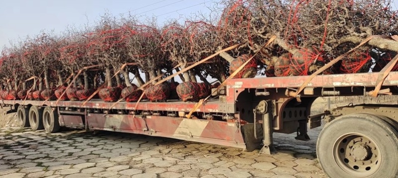 沾化区盘龙枣树基地现货，批量发货，产地直发、货源充足