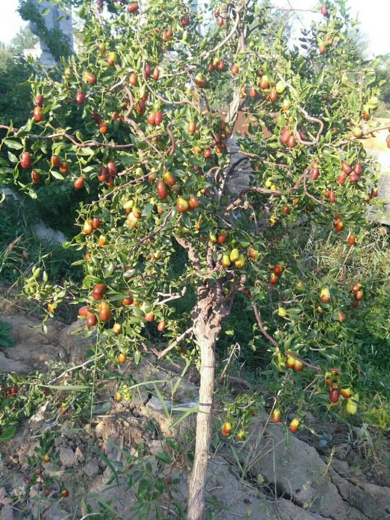 山东沾化枣树苗蟠枣苗大量现货产地直发一手货源