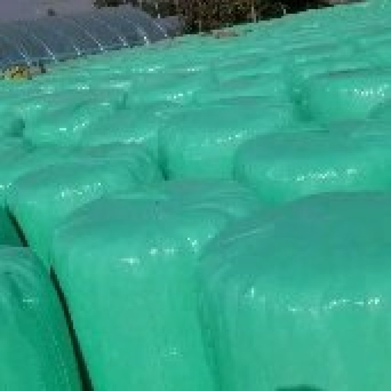精品玉米秸秆黄储青储饲料无水无杂质自然发酵