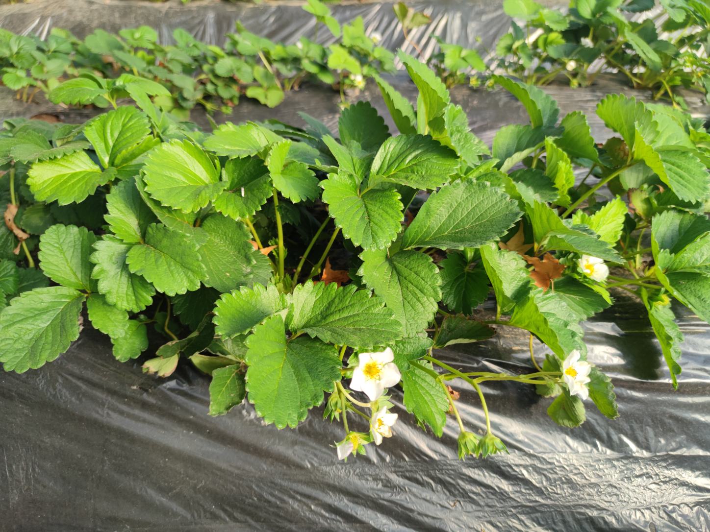 雏菊盛开的春季花园