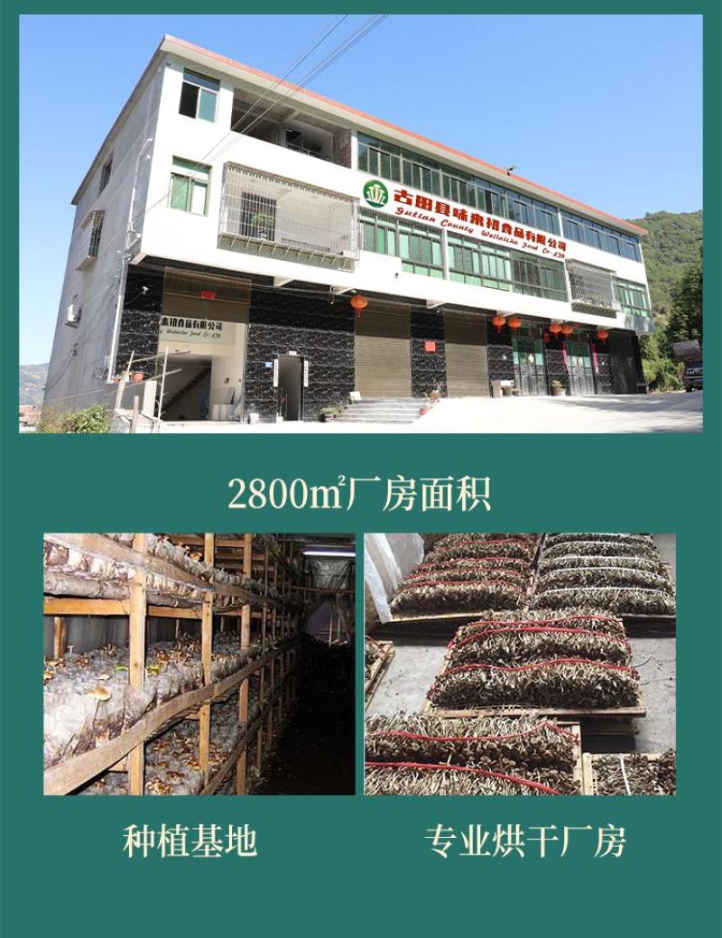 福建古田3号5号不开伞茶树菇茶新菇产地直发量大从优