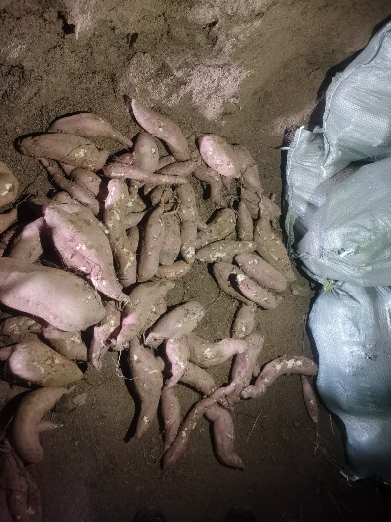 大量供应济薯21年，量有货，希望大家能够带走