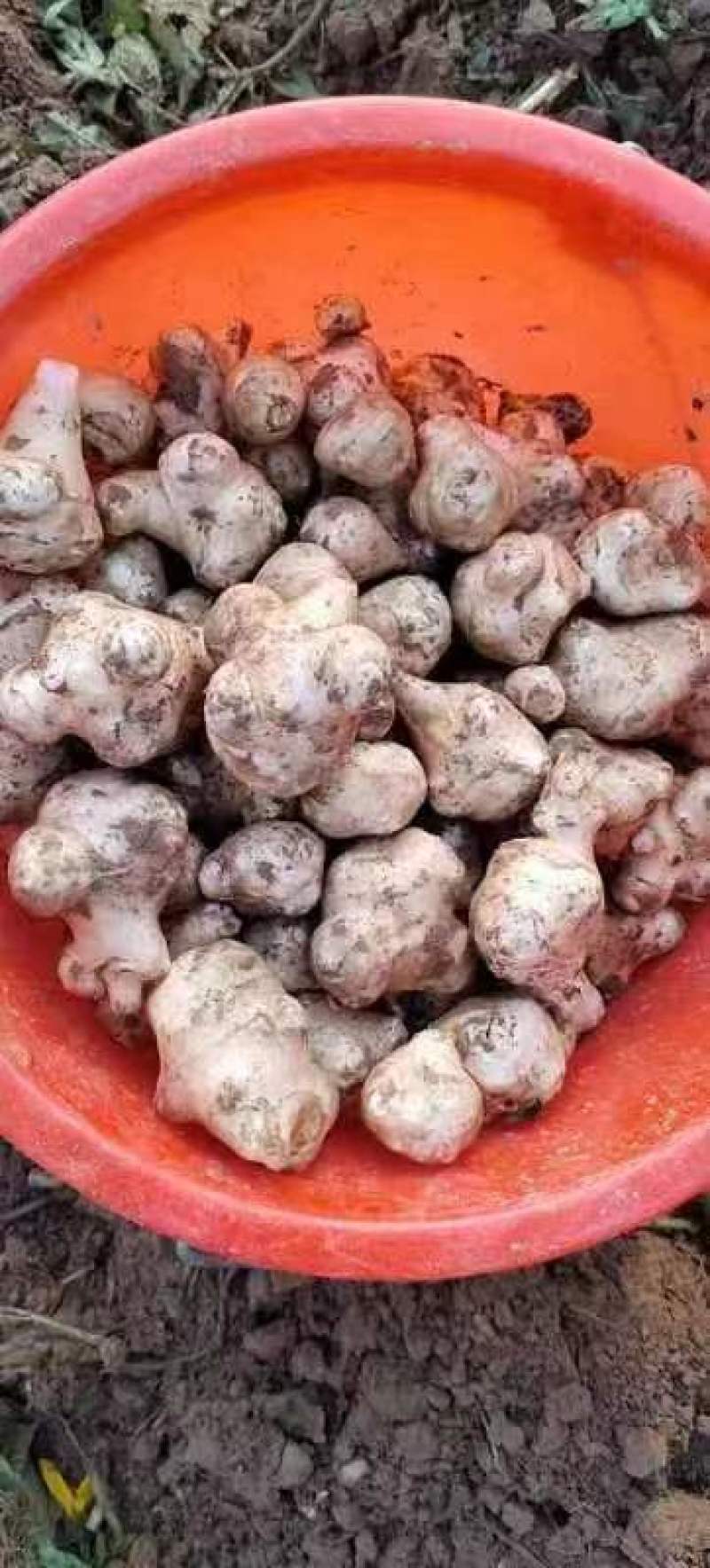 洋姜大量有货要货的老板联系了