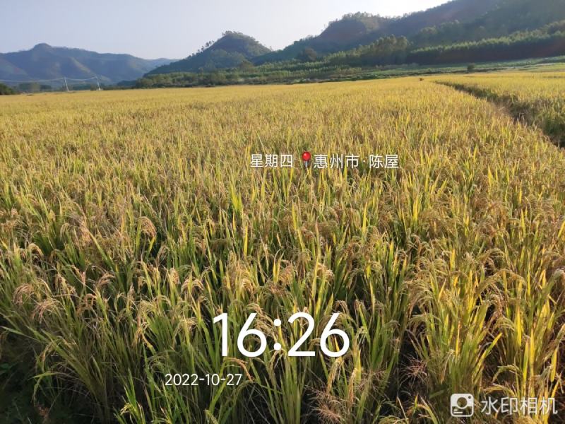 广泰优天弘丝苗米