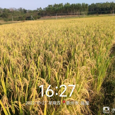 广泰优天弘丝苗米