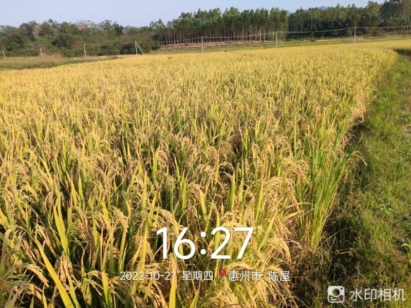 广泰优天弘丝苗米