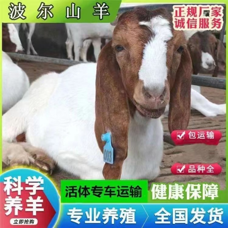 波尔山羊羊羔苗羊崽头胎怀孕母羊种公羊