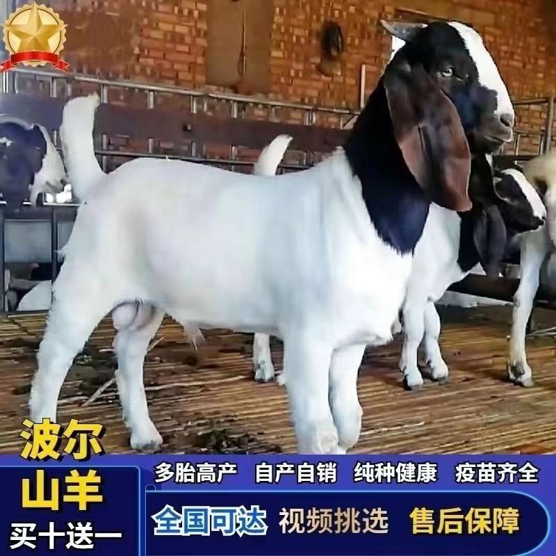 波尔山羊羊羔苗羊崽头胎怀孕母羊种公羊