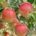 华硕苹果树苗：早熟新品种鲁丽，冰糖心富士苹果苗矮化苹果树