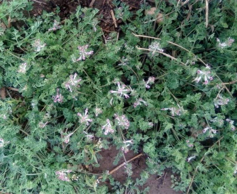 苦地丁种子草药耐寒地丁花紫堇地丁草野堇菜二年生草本植物