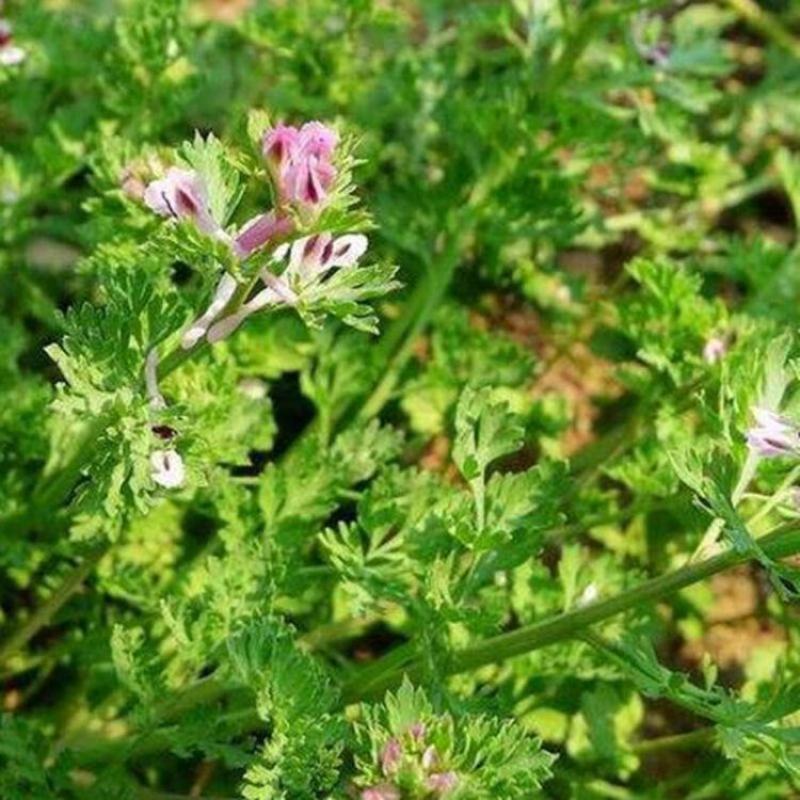 苦地丁种子草药耐寒地丁花紫堇地丁草野堇菜二年生草本植物