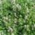 苦地丁种子草药耐寒地丁花紫堇地丁草野堇菜二年生草本植物