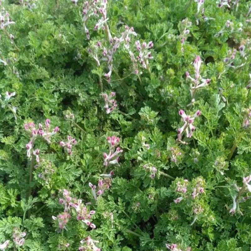 苦地丁种子草药耐寒地丁花紫堇地丁草野堇菜二年生草本植物