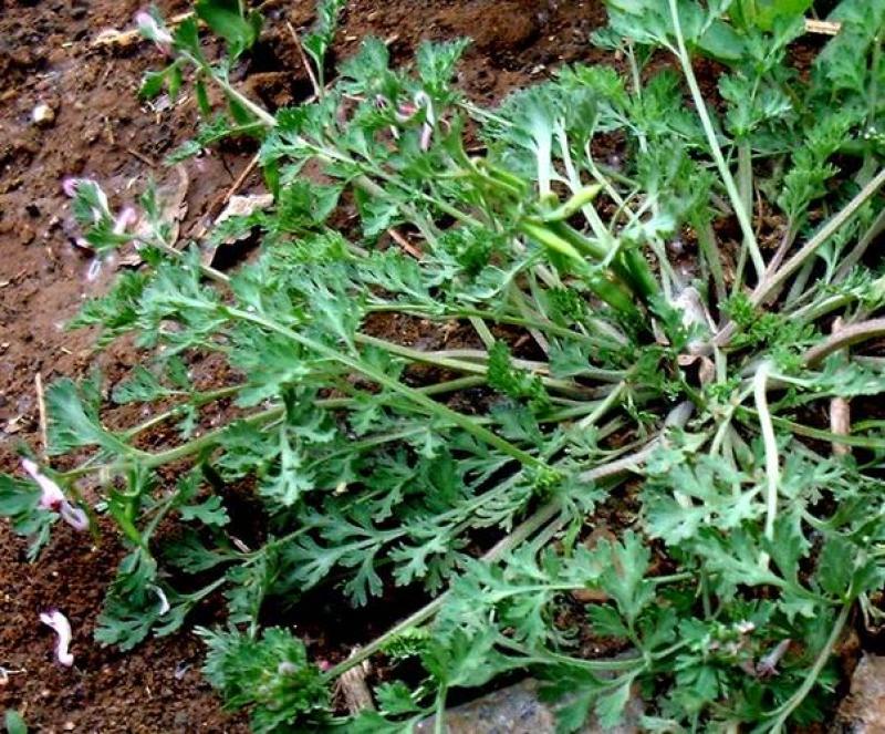 苦地丁种子草药耐寒地丁花紫堇地丁草野堇菜二年生草本植物