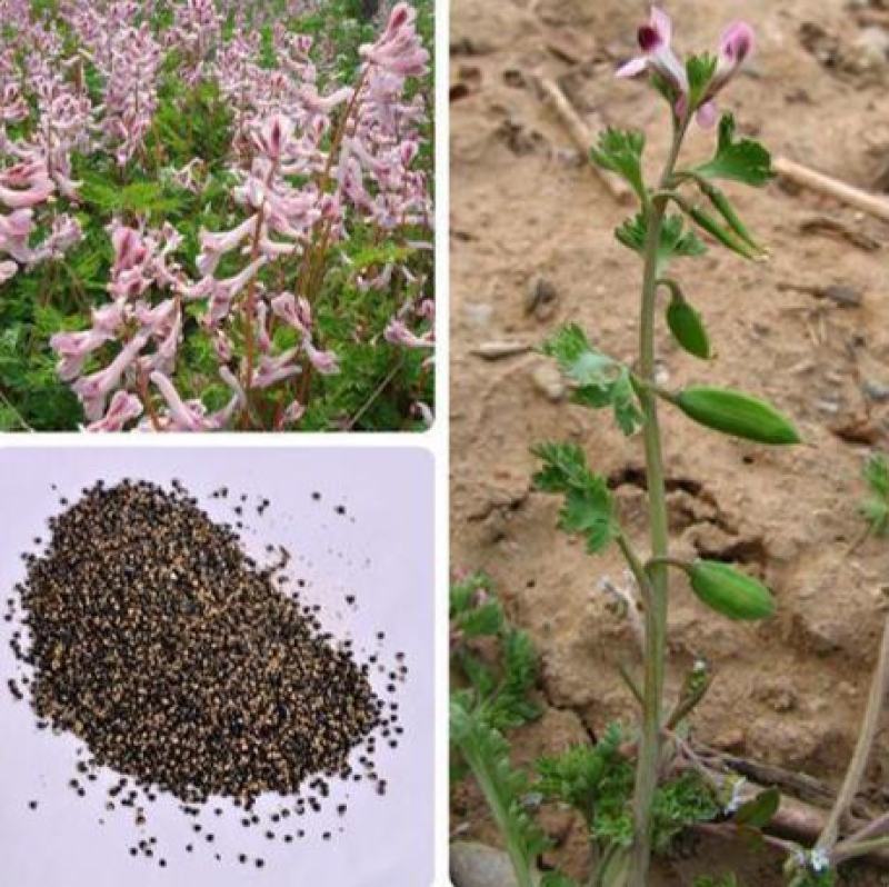 苦地丁种子草药耐寒地丁花紫堇地丁草野堇菜二年生草本植物