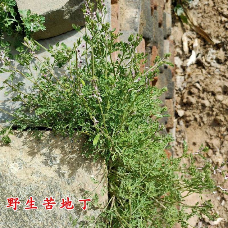 苦地丁种子草药耐寒地丁花紫堇地丁草野堇菜二年生草本植物