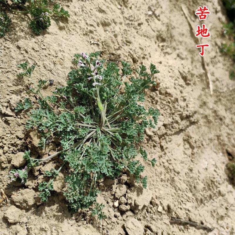 苦地丁种子草药耐寒地丁花紫堇地丁草野堇菜二年生草本植物