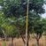 鸡心黄皮树1-4米，头径1-20分规格齐全质量保证
