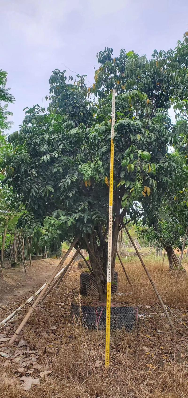 鸡心黄皮树1-4米，头径1-20分规格齐全质量保证