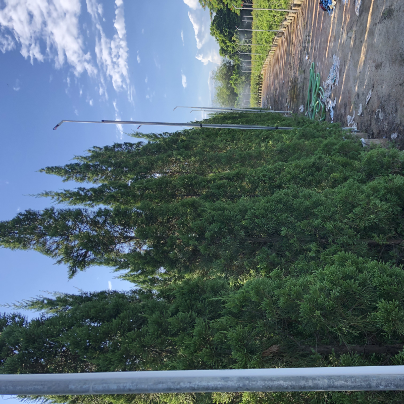 塔柏1-3米，大量出售，苗圃直供欢迎来电咨询