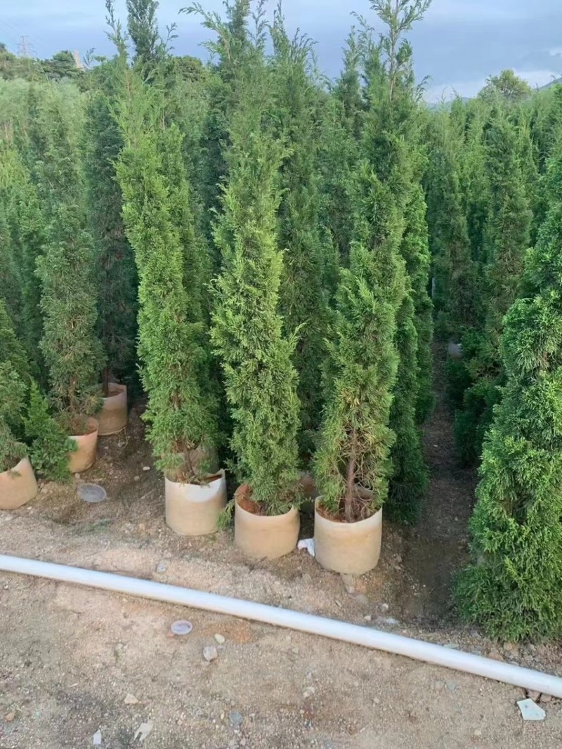 塔柏1-3米，大量出售，苗圃直供欢迎来电咨询