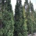 塔柏1-3米，大量出售，苗圃直供欢迎来电咨询