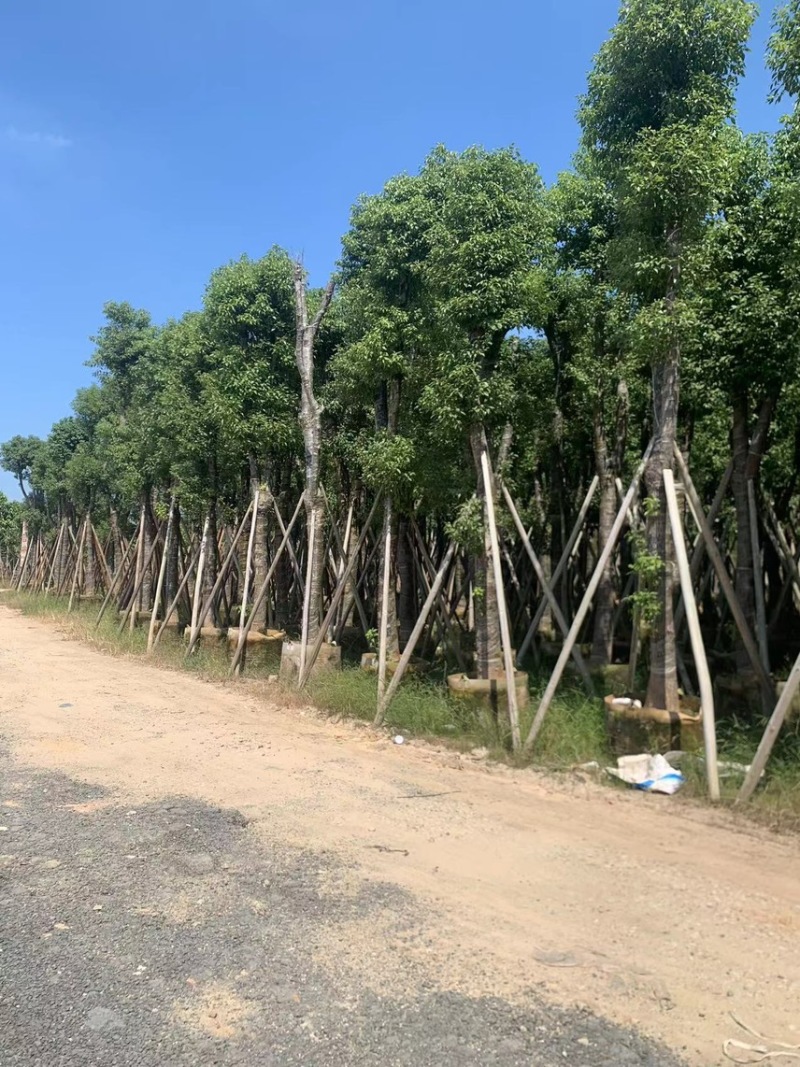 香樟，广东揭阳，各规格货源充足，价格优惠，支持视频看货