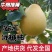 精品柚子肉质脆嫩多汁口味纯正品质保证欢迎电话联系
