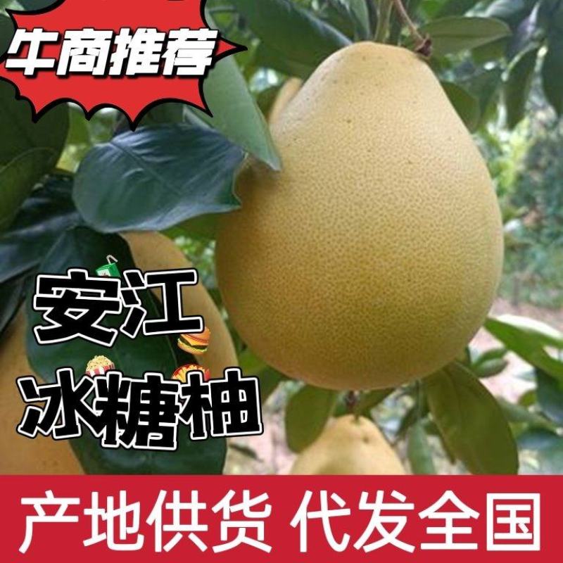精品柚子肉质脆嫩多汁口味纯正品质保证欢迎电话联系