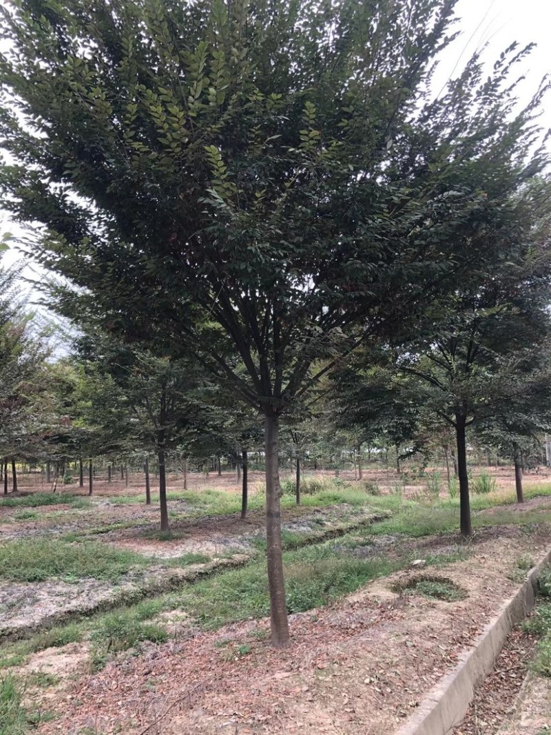 18公分榉树