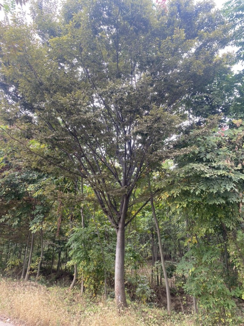 18公分榉树